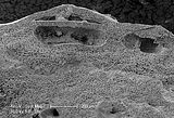 9 - Concettacolo sovrastato da una cavita che , in sezione longitudinale radiale , mostra un profilo triangolare